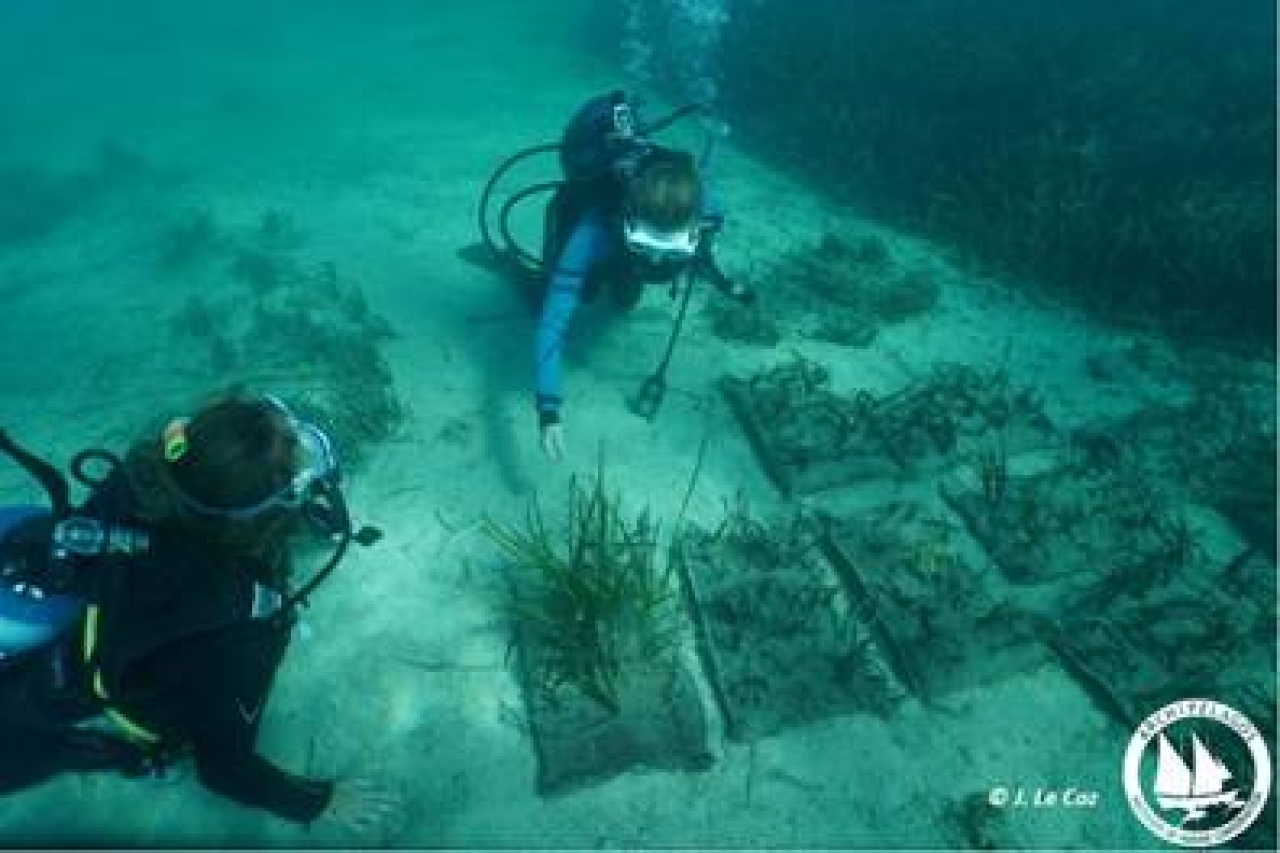 Herbeplanting Posidonia grasvelden.jpg