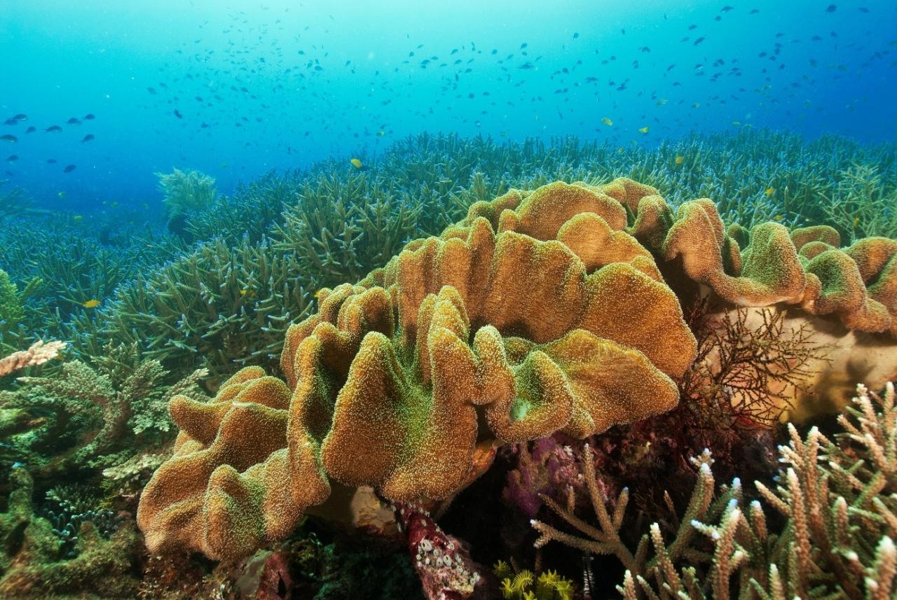 Sarcophyton sp. is een zacht koraal met een stevige basis. Ze worden lederkoralen genoemd. © Dos Winkel    